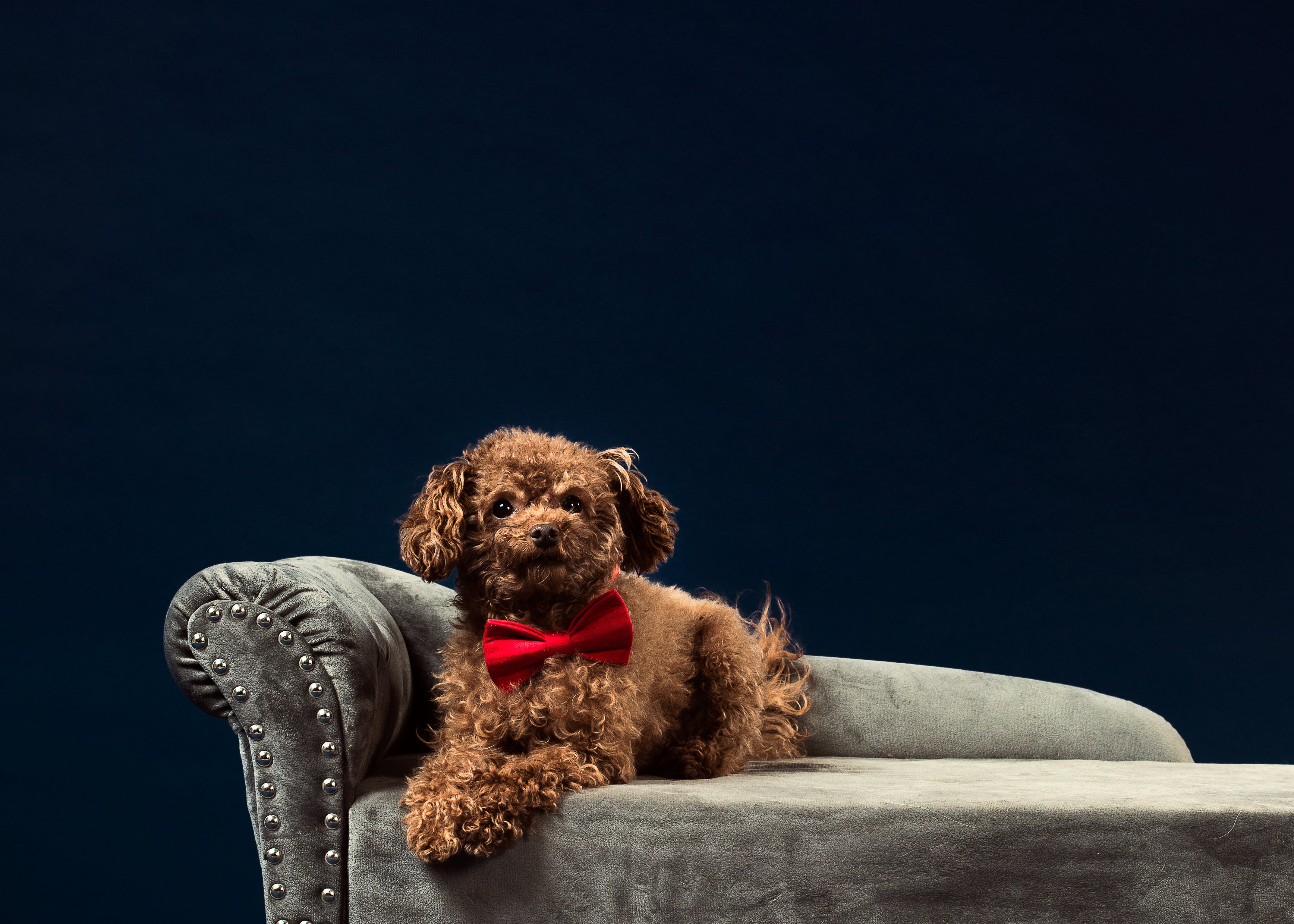 Red bowtie