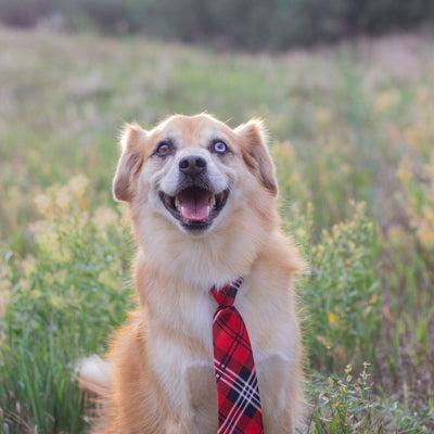Red tie