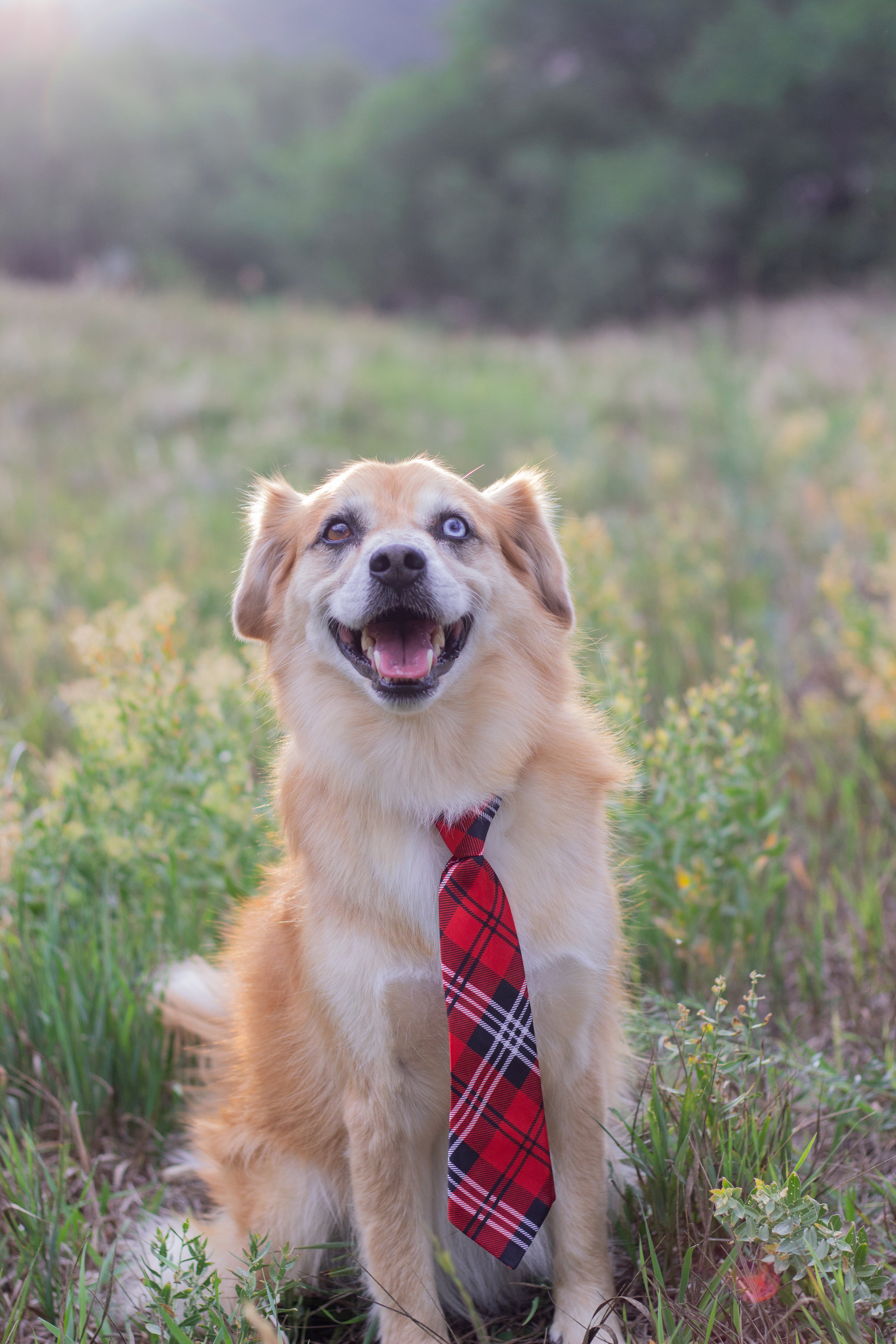 Red tie